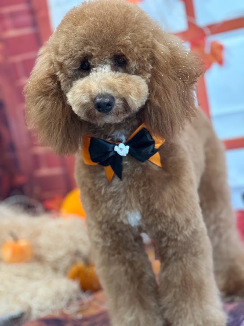 Miss Barber Dog-Toelettatura Cani , gatti , conigli-Acconciature Grooming Art-Tosatura Cani Ostia - Foto 2