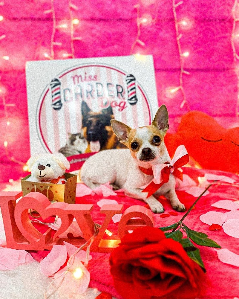 Miss Barber Dog-Toelettatura Cani , gatti , conigli-Acconciature Grooming Art-Tosatura Cani Ostia - Foto 3