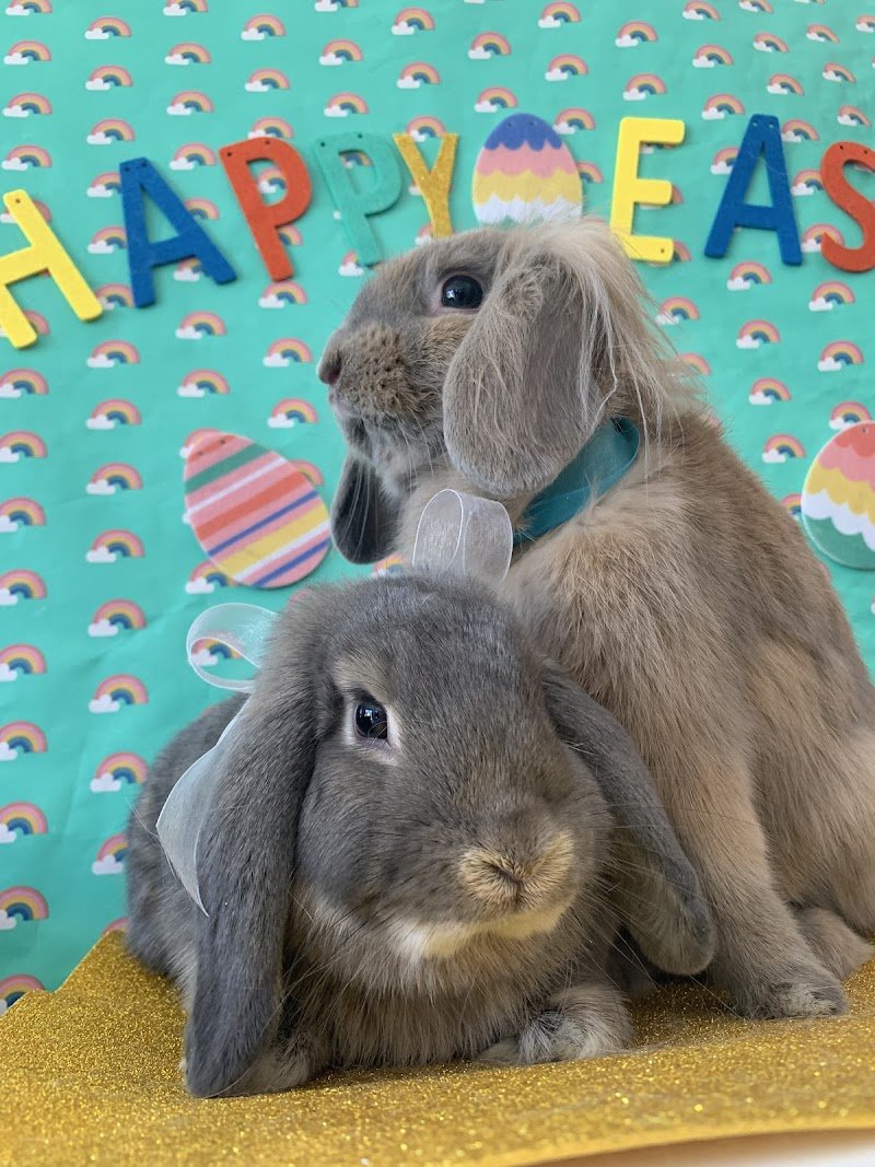 Miss Barber Dog-Toelettatura Cani , gatti , conigli-Acconciature Grooming Art-Tosatura Cani Ostia - Foto 4