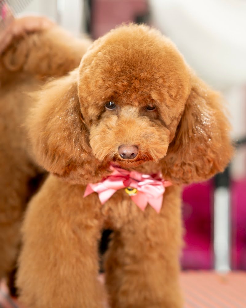 Miss Barber Dog-Toelettatura Cani , gatti , conigli-Acconciature Grooming Art-Tosatura Cani Ostia - Foto 5