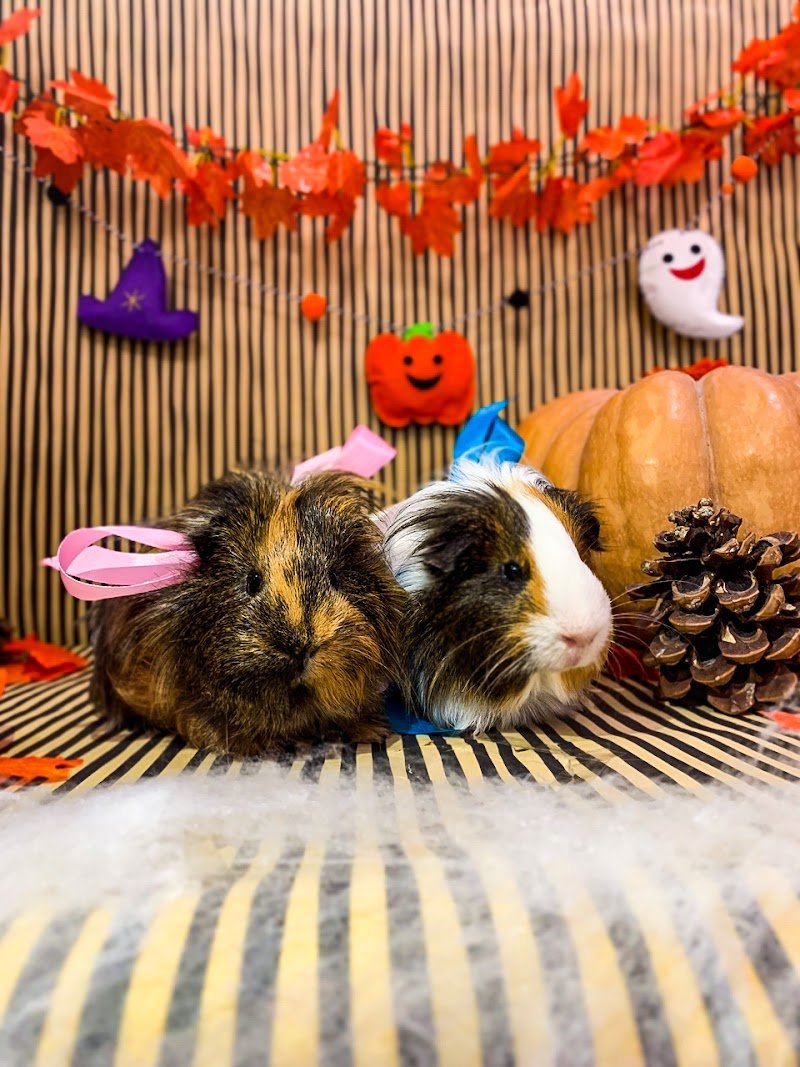 Miss Barber Dog-Toelettatura Cani , gatti , conigli-Acconciature Grooming Art-Tosatura Cani Ostia - Foto 6