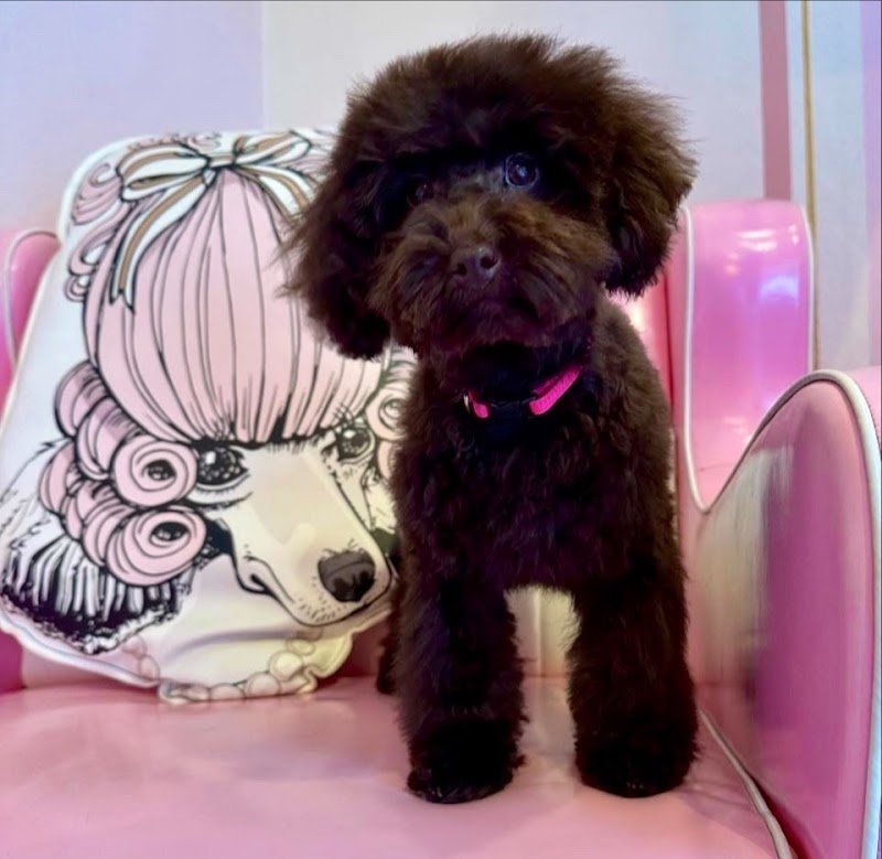 Miss Groomer - Pet Salon - Foto 1