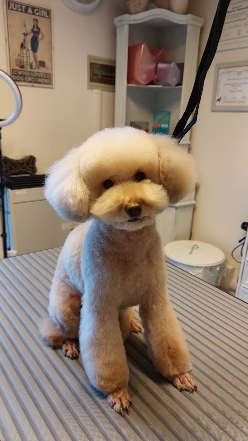 Miss Groomer - Pet Salon - Foto 2