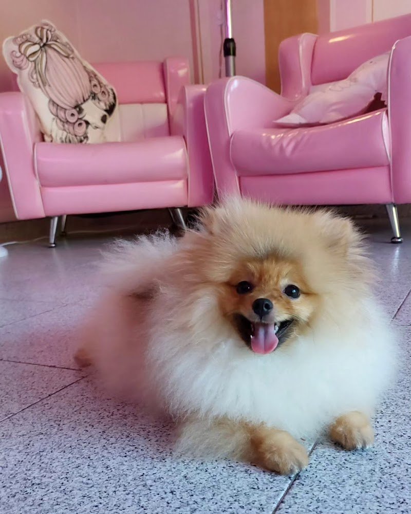 Miss Groomer - Pet Salon - Foto 3