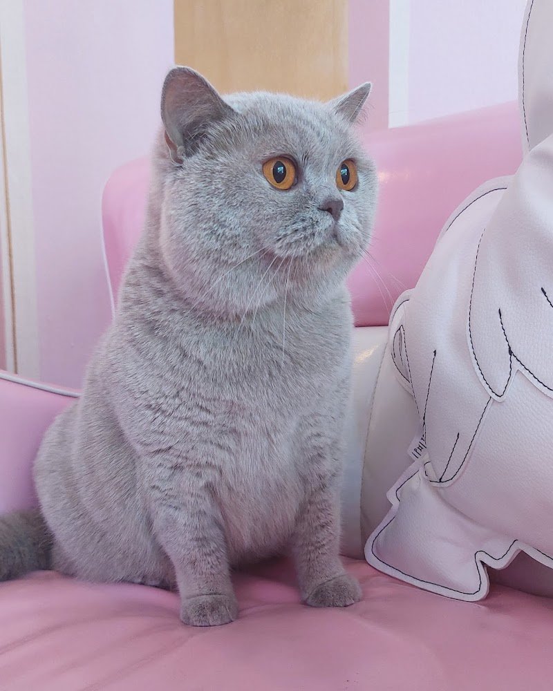 Miss Groomer - Pet Salon - Foto 4