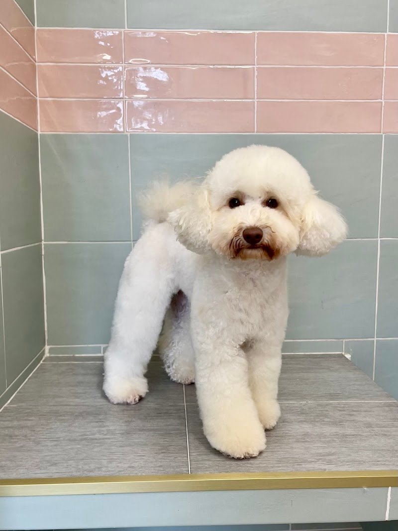 Miss Groomer - Toelettatura & Pet Boutique - Foto 3