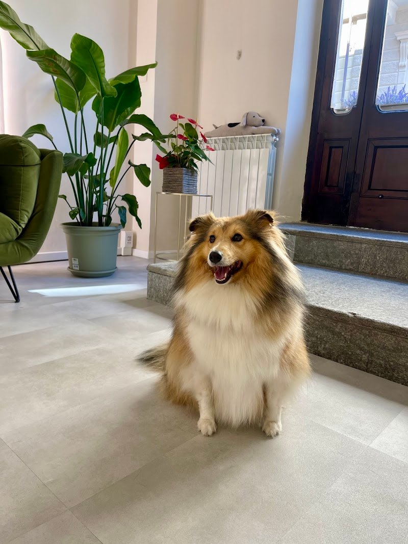 Miss Groomer - Toelettatura & Pet Boutique - Foto 6