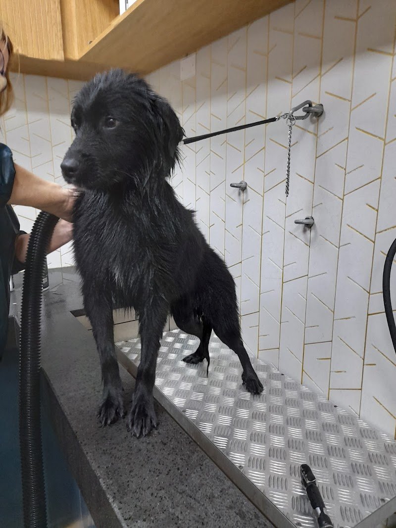 Miss Pet - Care & Shop - Foto 4