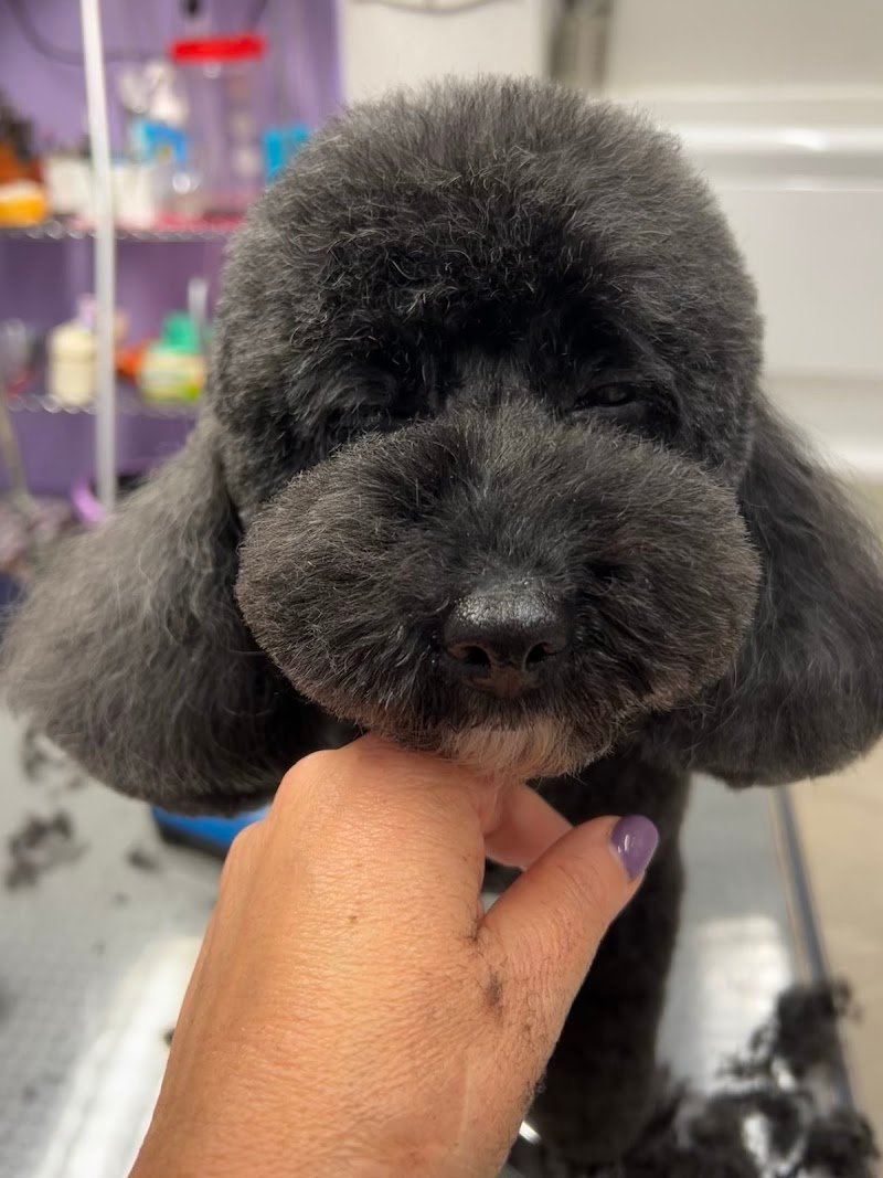 Mister Dog di Alcomanno Eugenia - Foto 1