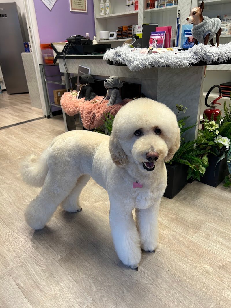 Mister Dog di Alcomanno Eugenia - Foto 2