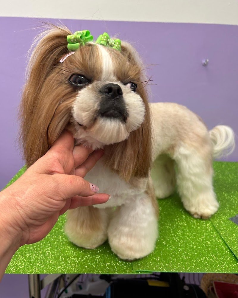 Mister Dog di Alcomanno Eugenia - Foto 3