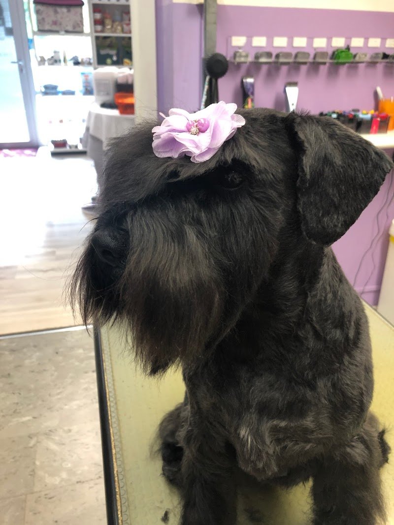 Mister Dog di Alcomanno Eugenia - Foto 4