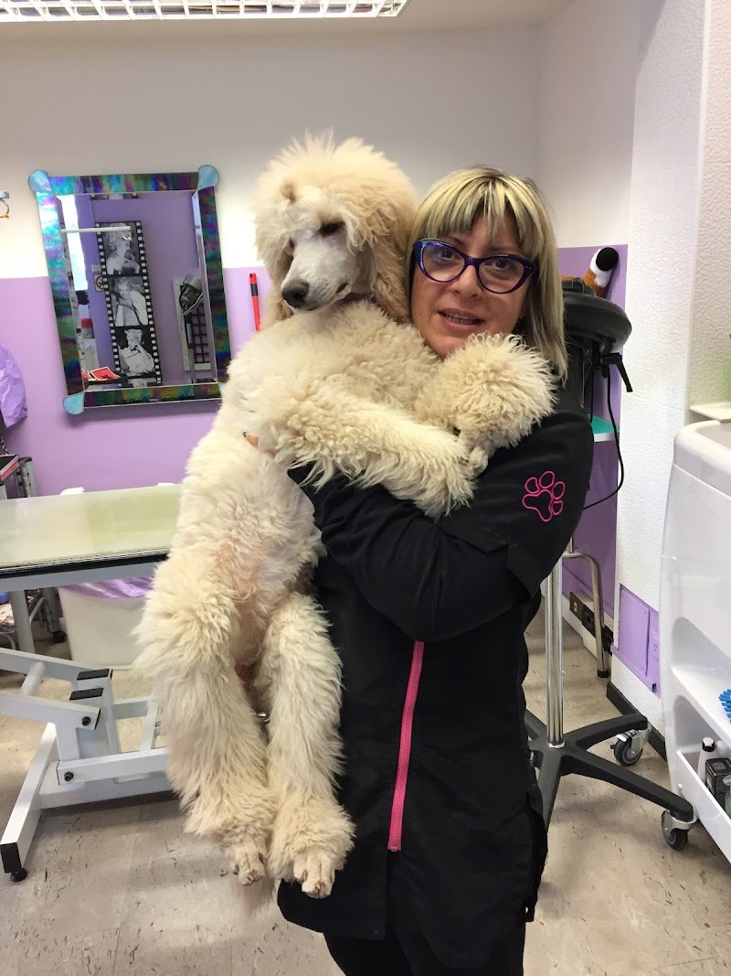 Mister Dog di Alcomanno Eugenia - Foto 5