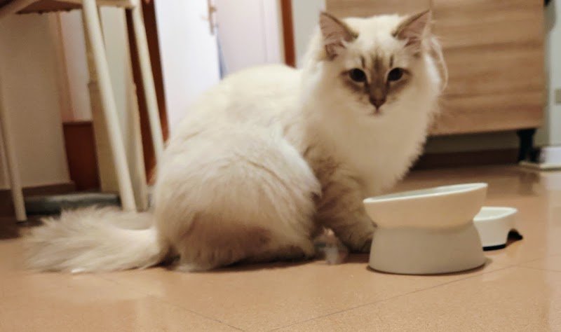 MISTER DOG di RICCARDO MAGNANI - Foto 2