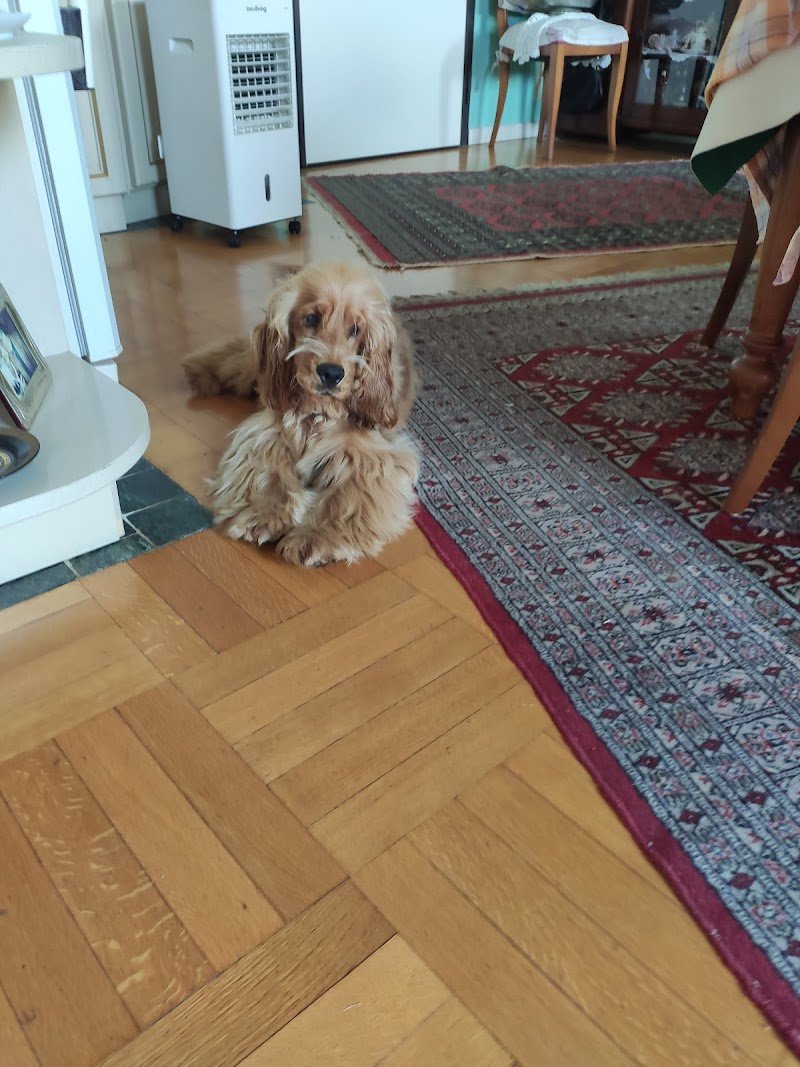 MISTER DOG di RICCARDO MAGNANI - Foto 3