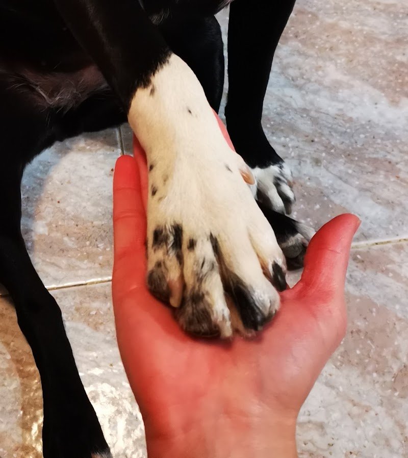 Moira Pet Style - Foto 1