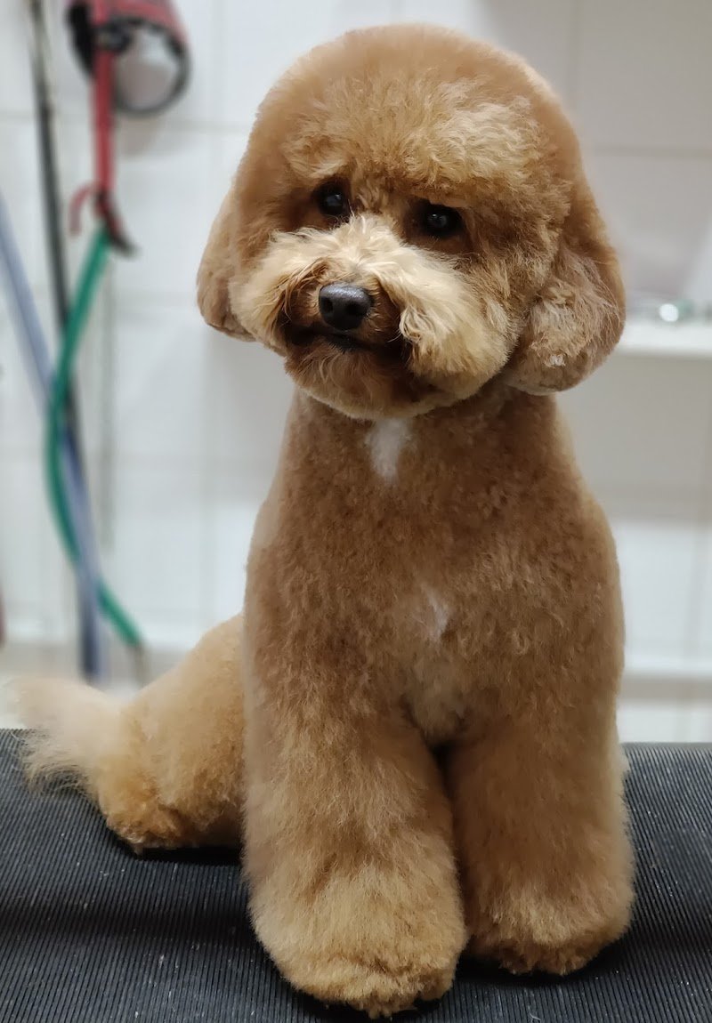 Moira Pet Style - Foto 2