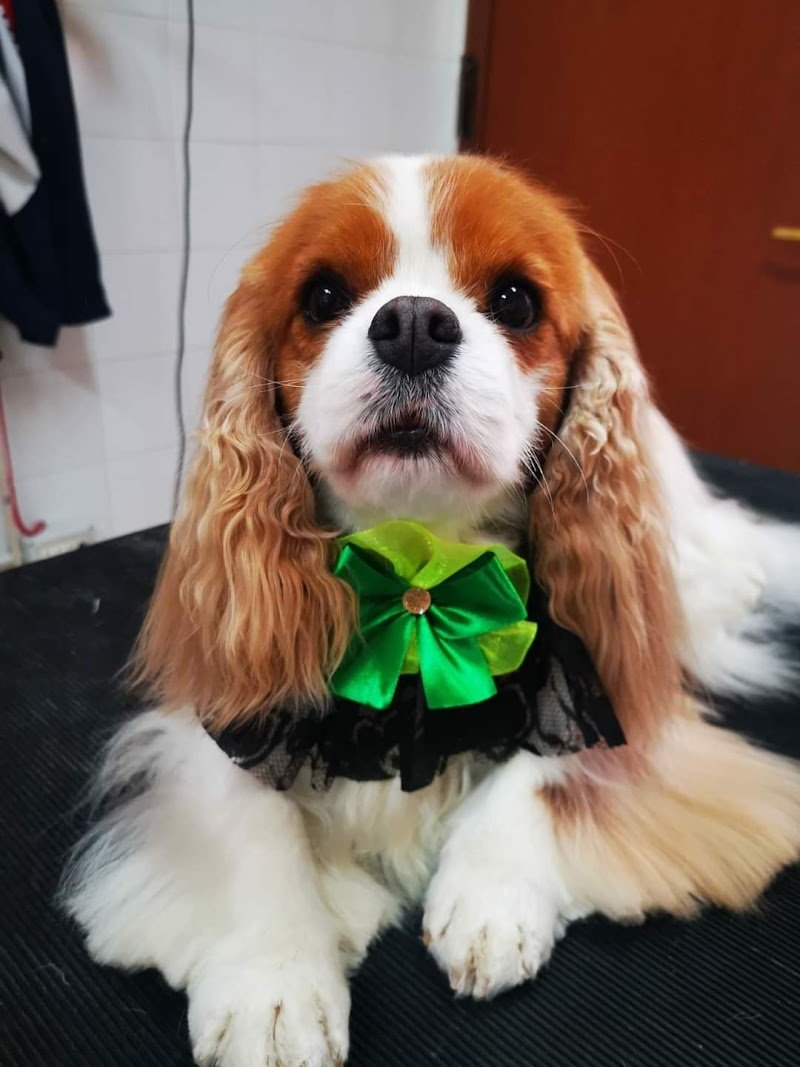 Moira Pet Style - Foto 3