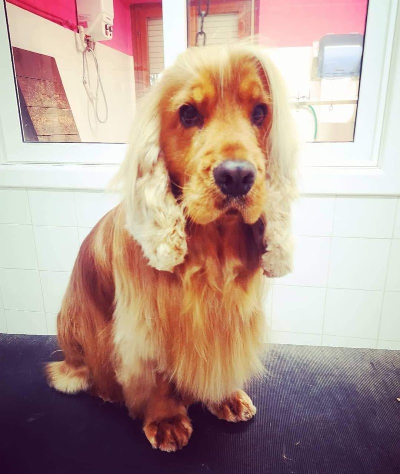 Moira Pet Style - Foto 4