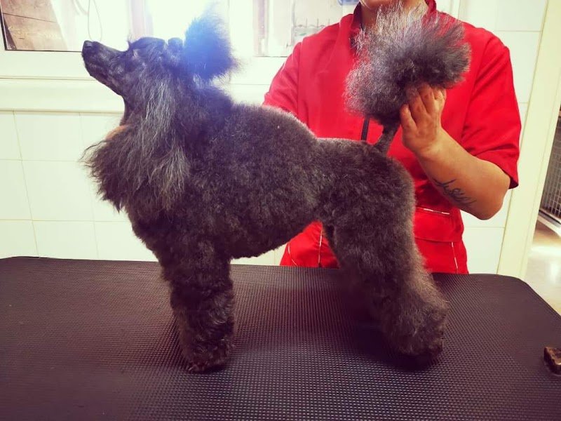 Moira Pet Style - Foto 5