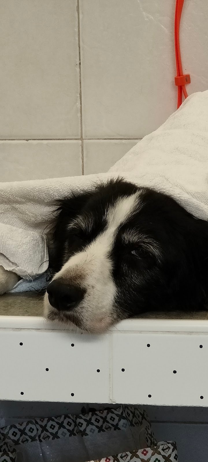 Molla l'Osso di Federica Barbieri - Foto 4