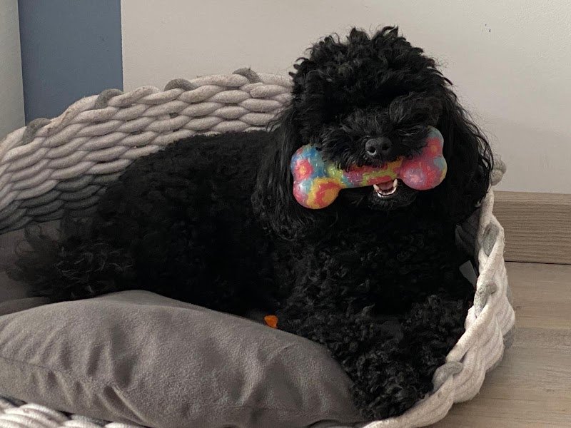 Molla l'Osso di Federica Barbieri - Foto 6