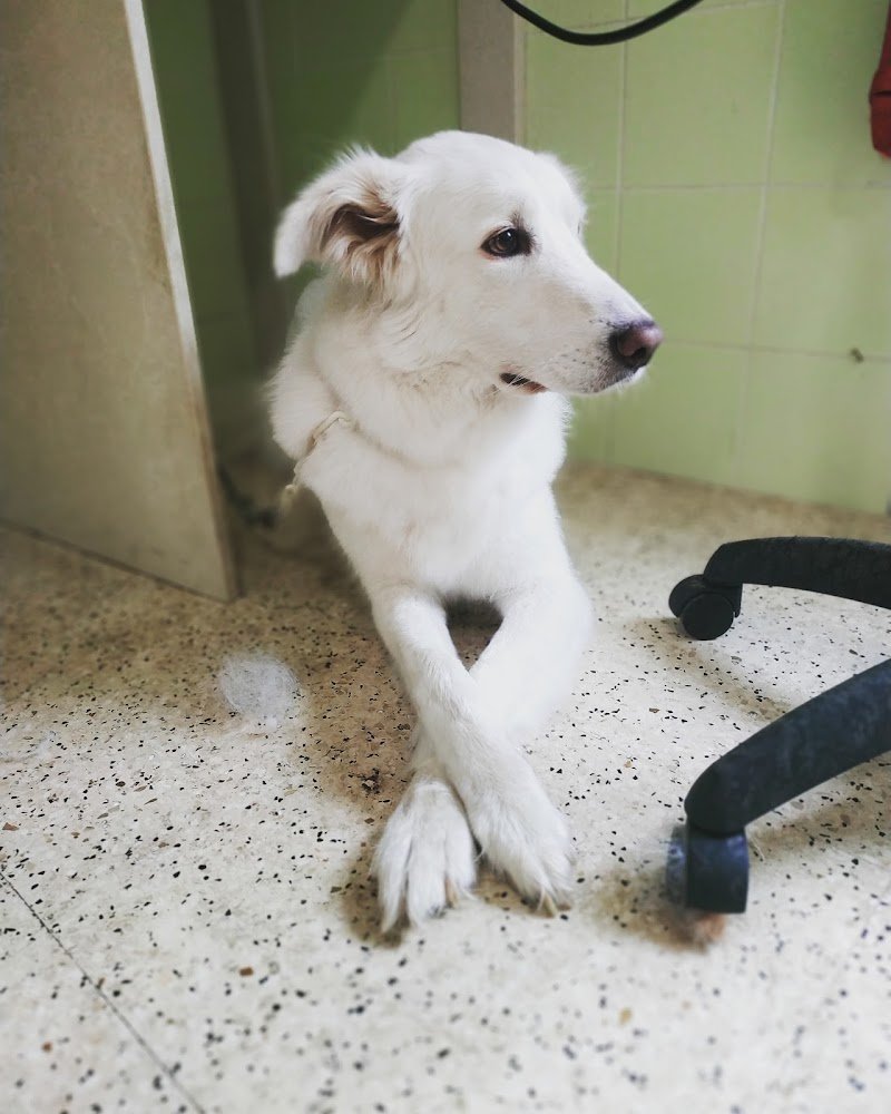 Molla L'osso Di Laura Bonello - Foto 1