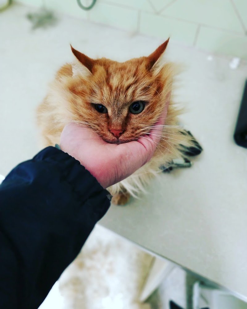 Molla L'osso Di Laura Bonello - Foto 3