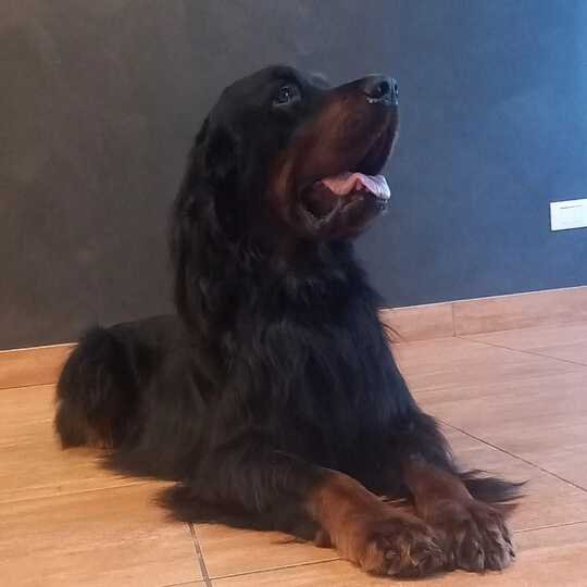 Molla L'Osso - Toelettatura Animali - Foto 3