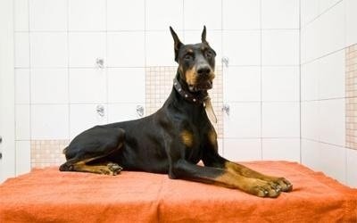 Molla L'Osso - Toelettatura Animali - Foto 4