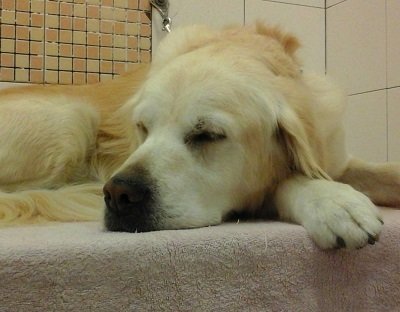 Molla L'Osso - Toelettatura Animali - Foto 5