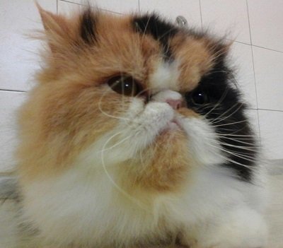 Molla L'Osso - Toelettatura Animali - Foto 6