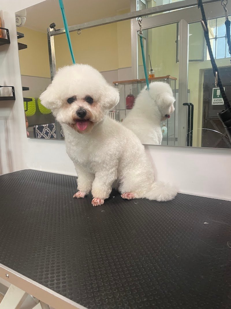 mon ami Boutique di Toelettatura - Foto 2