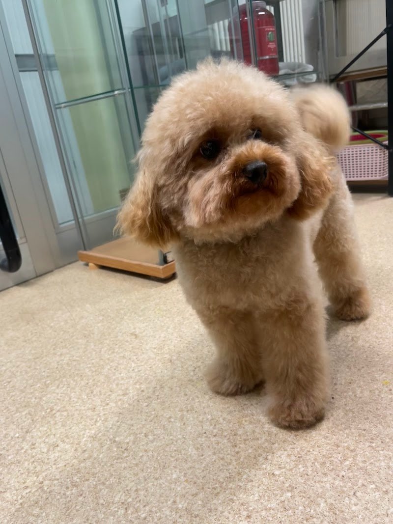 mon ami Boutique di Toelettatura - Foto 4