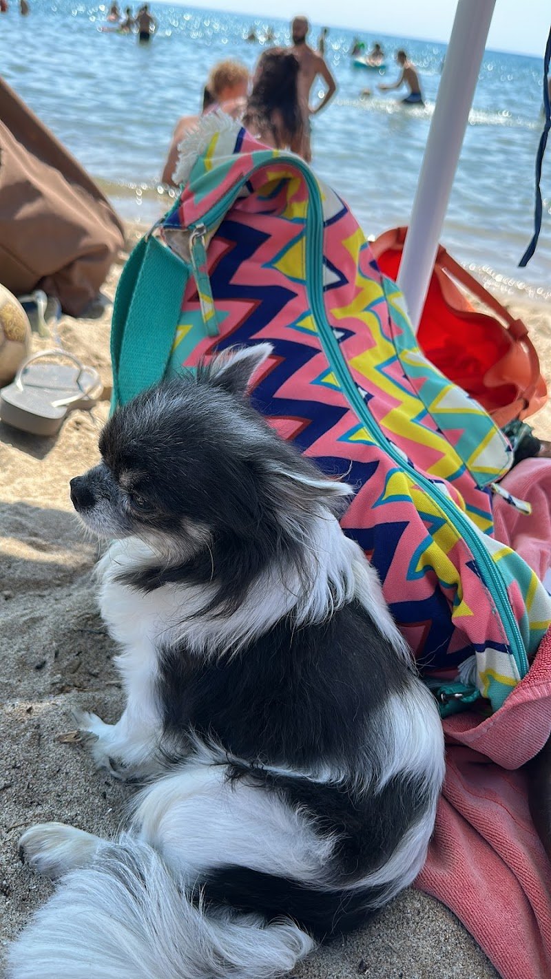 mon ami Boutique di Toelettatura - Foto 5