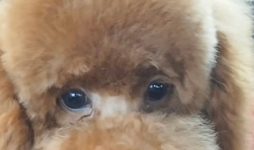 mon ami Boutique di Toelettatura - Foto 6