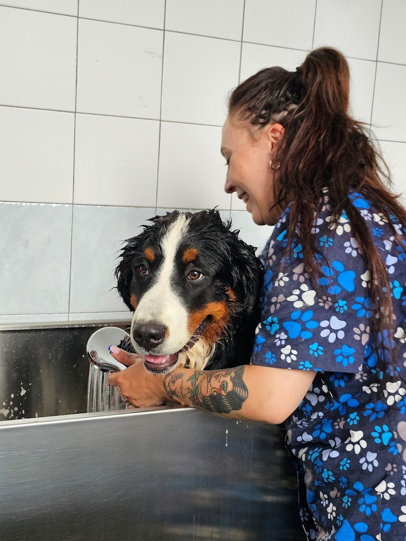 Mon Petit Toelettatura di Antonella Barbato - Foto 1