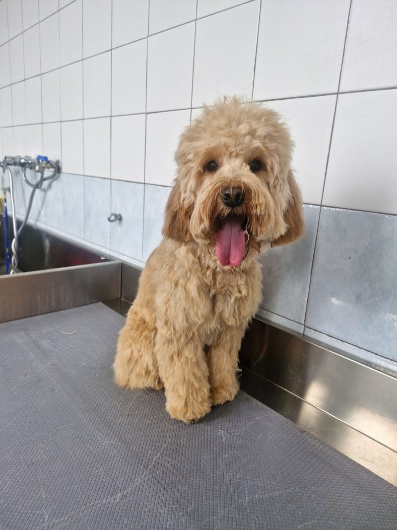 Mon Petit Toelettatura di Antonella Barbato - Foto 2