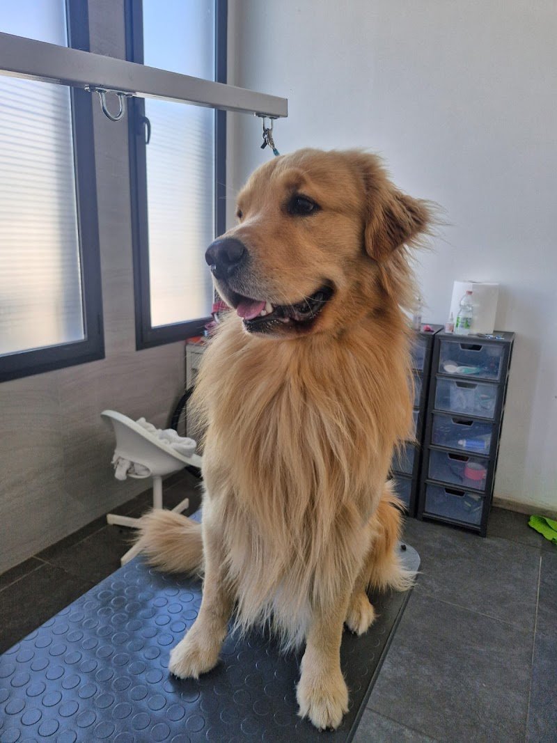 Mon Petit Toelettatura di Antonella Barbato - Foto 3