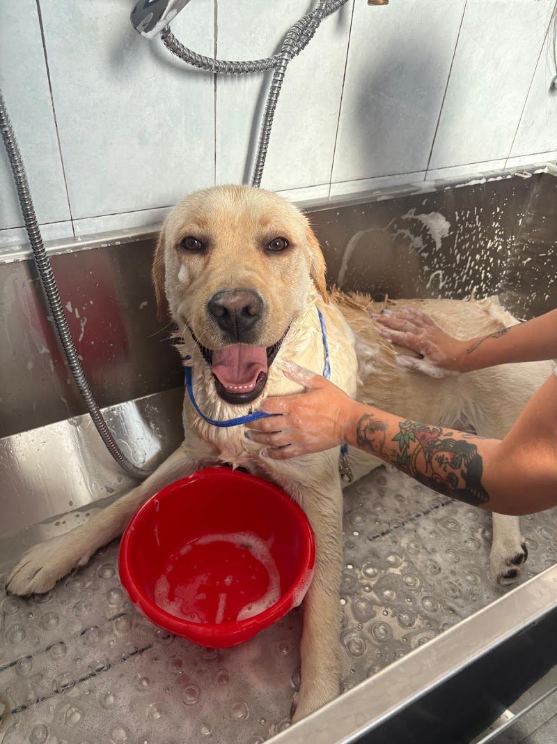 Mon Petit Toelettatura di Antonella Barbato - Foto 4