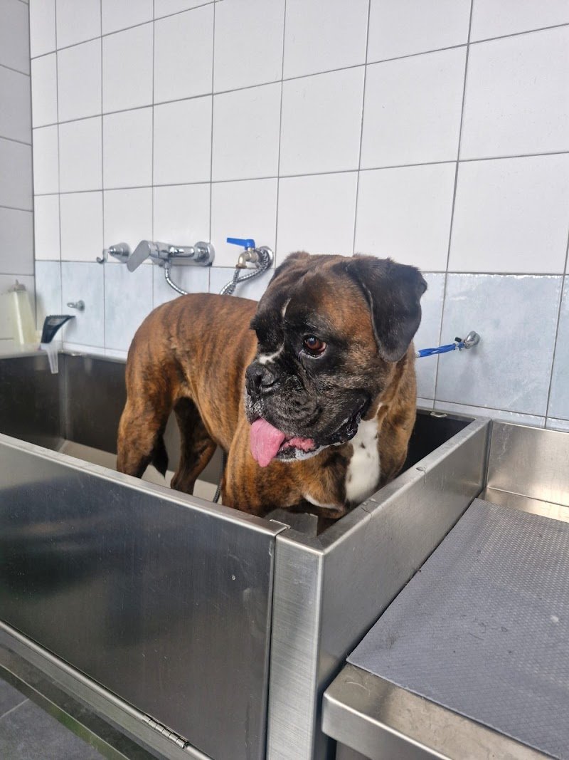 Mon Petit Toelettatura di Antonella Barbato - Foto 5