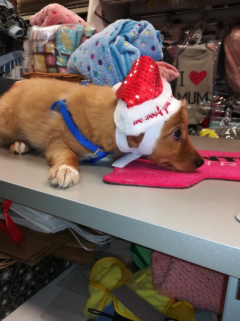 Mon Petit Village - Grifovet Petshop Perugia - Foto 4