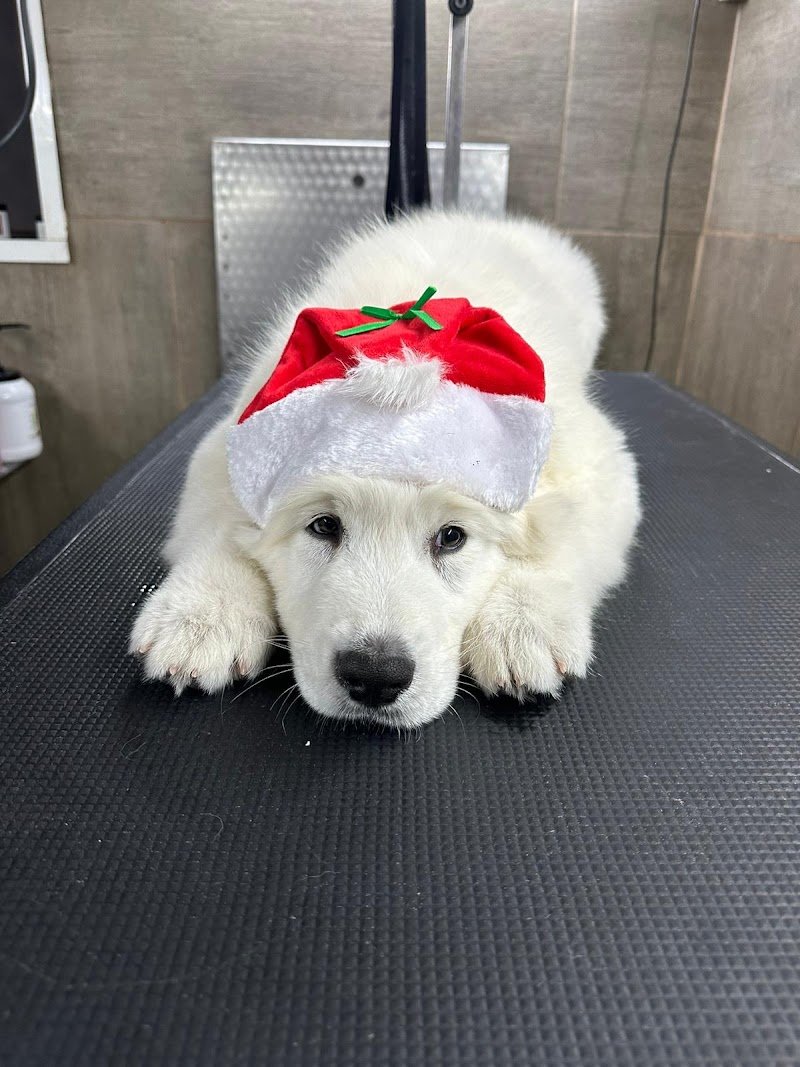 Mondial Fauna di Columpsi Giuseppe - Foto 1