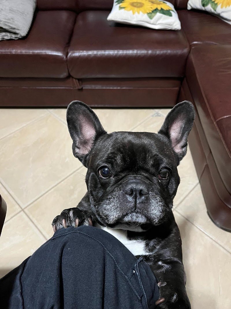 Mondial Fauna di Columpsi Giuseppe - Foto 2