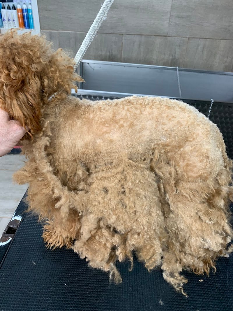 Mondial Fauna di Columpsi Giuseppe - Foto 3