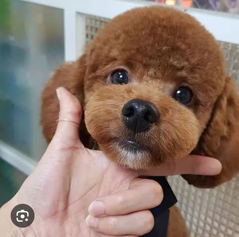 Mondial Fauna di Columpsi Giuseppe - Foto 6