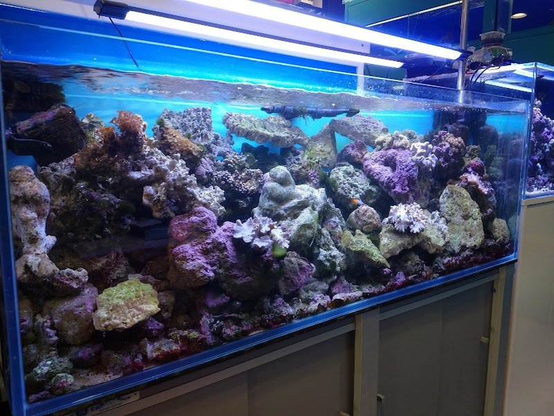 Mondo Animale - Foto 3