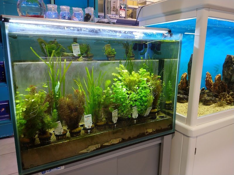 Mondo Animale - Foto 4