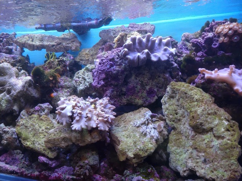 Mondo Animale - Foto 6