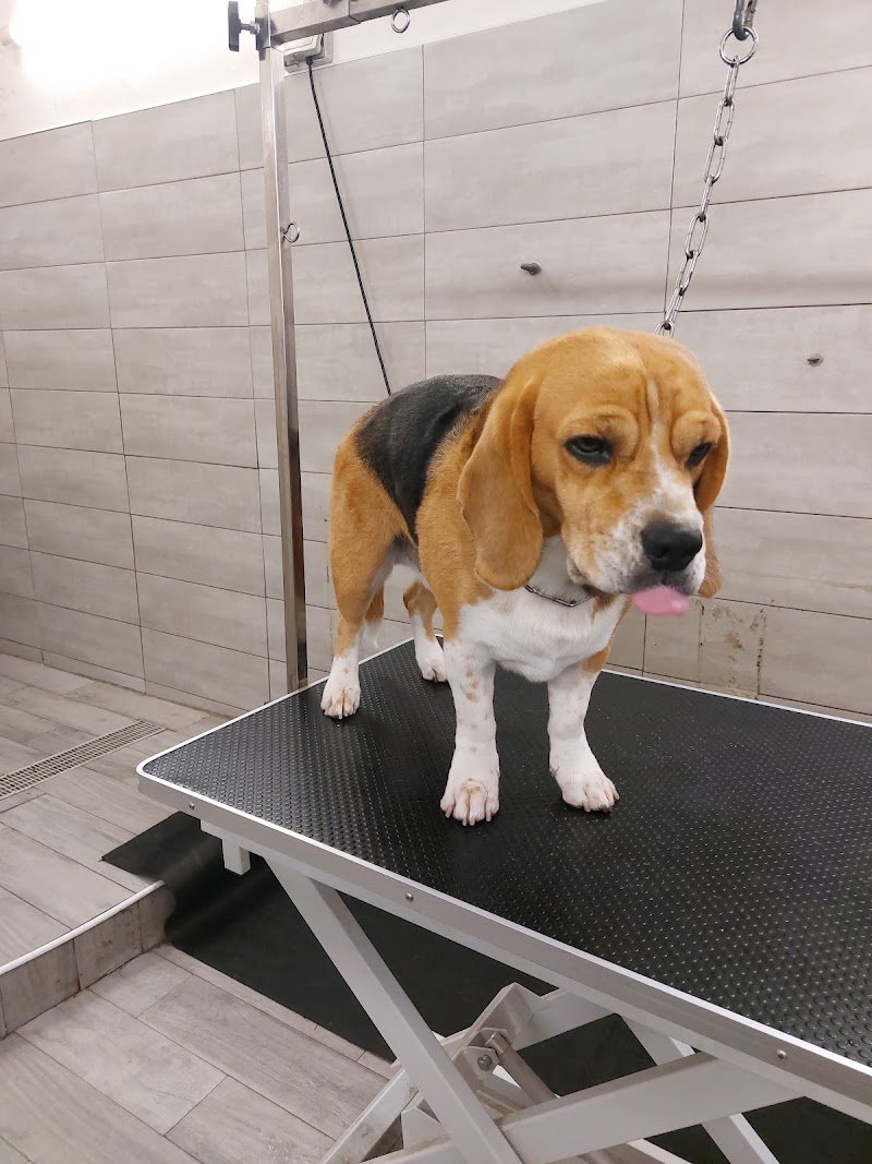 Mondo animale - Foto 1